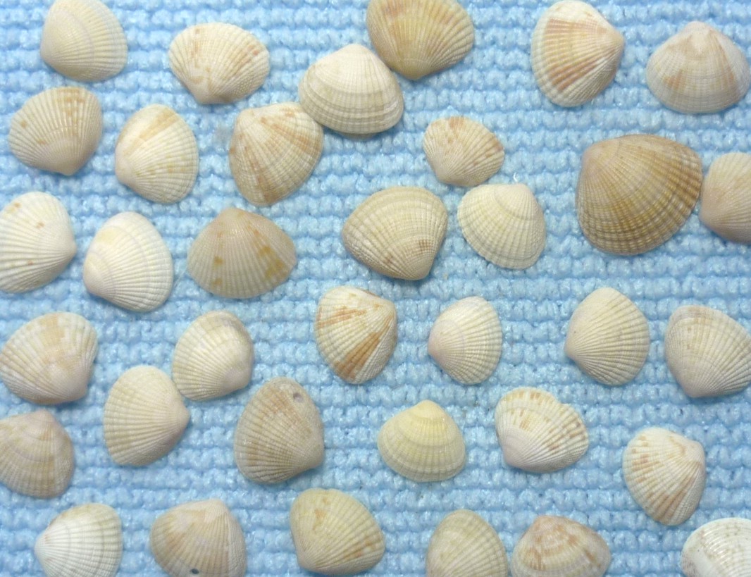 Timoclea ovata
